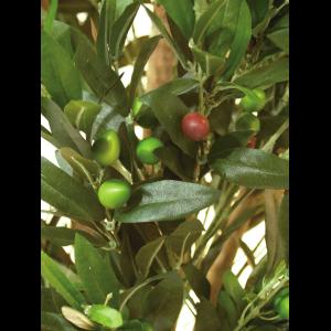 EUROPALMS Olive tree with fruits, 200cm