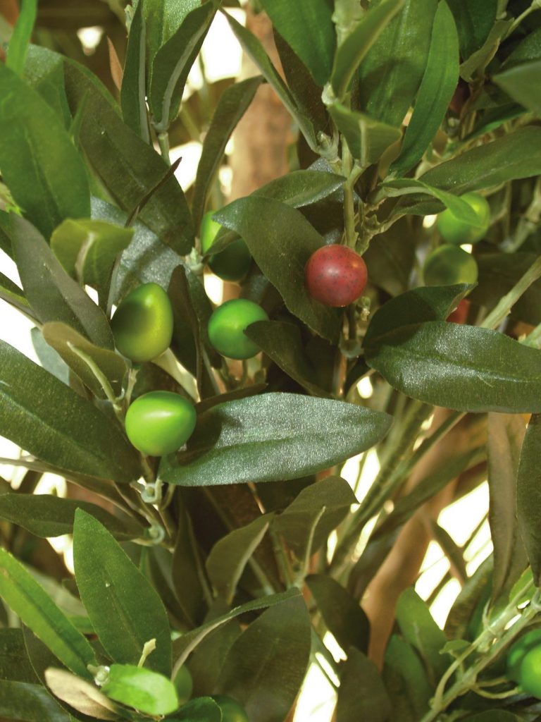 EUROPALMS Olive tree with fruits, 200cm