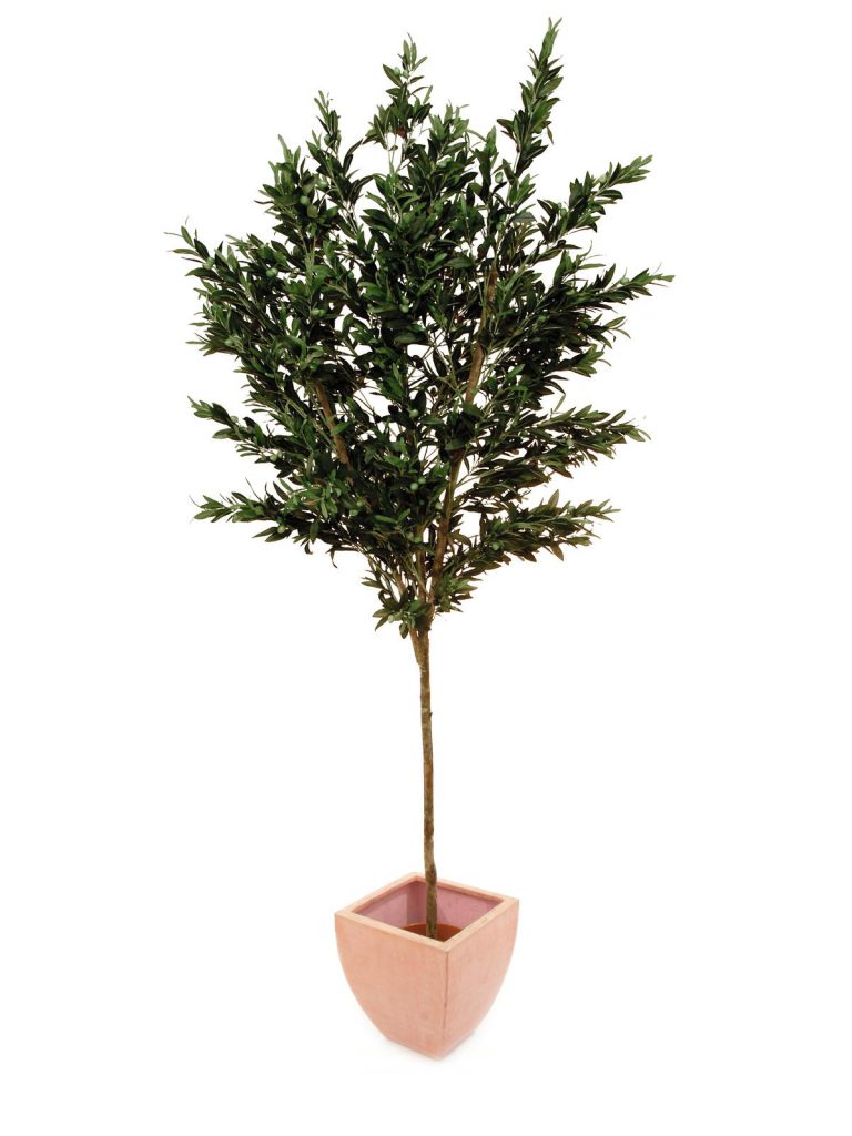 EUROPALMS Olive tree with fruits, 250cm