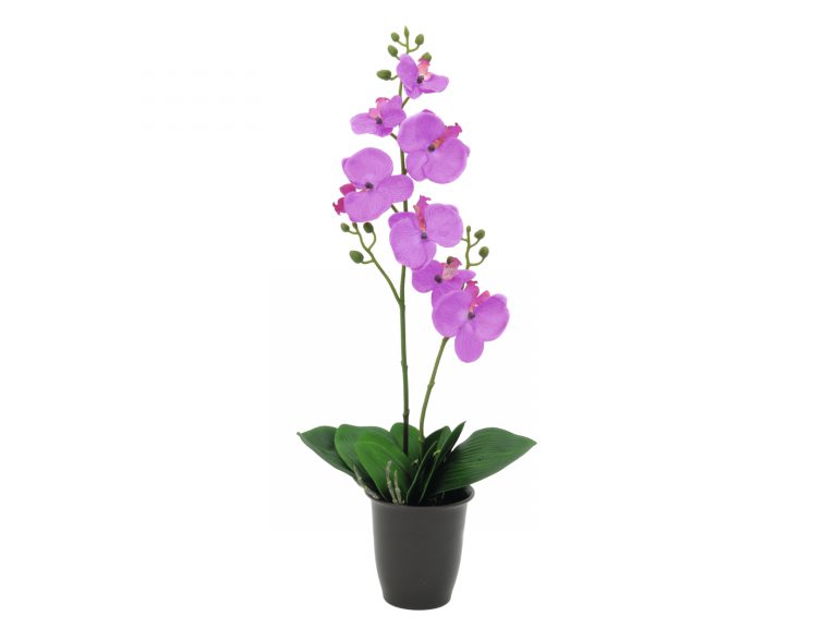 EUROPALMS Orchid, purple, 57cm