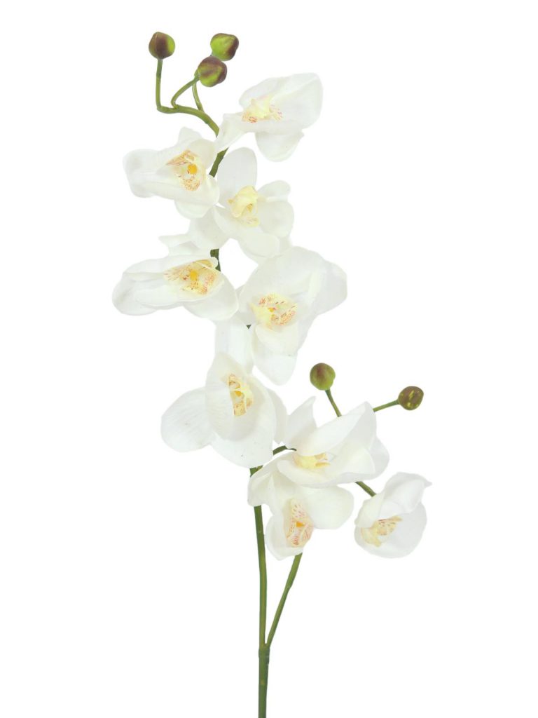 EUROPALMS Orchid spray, cream-white, 100cm