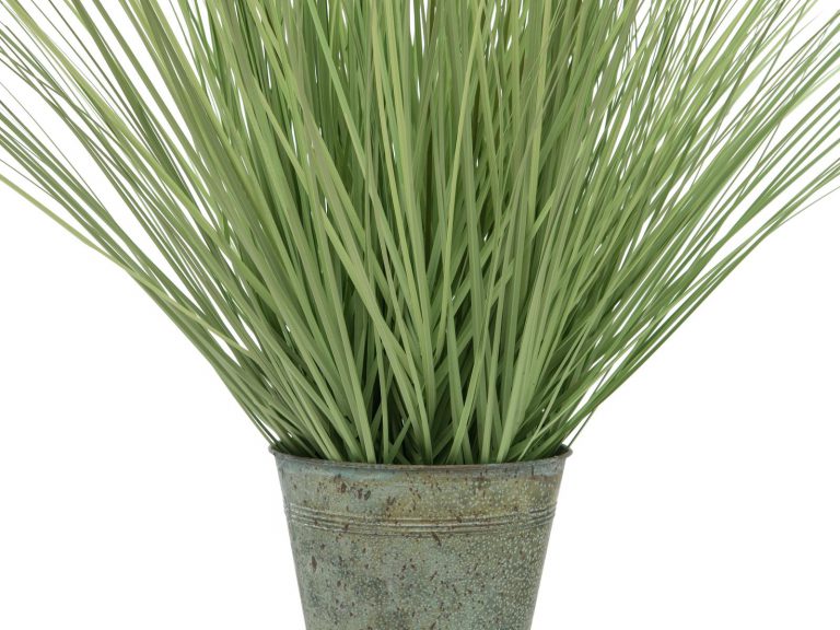 EUROPALMS Ornamental blooming grass, 70cm