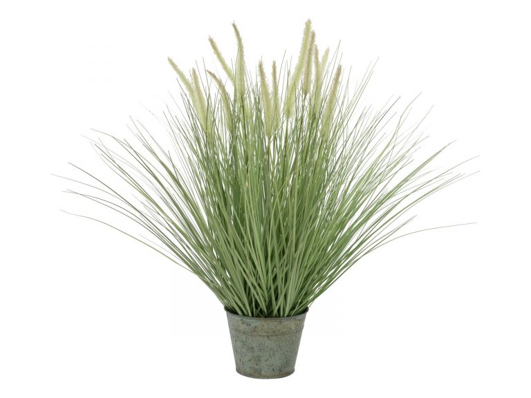 EUROPALMS Ornamental blooming grass, 70cm