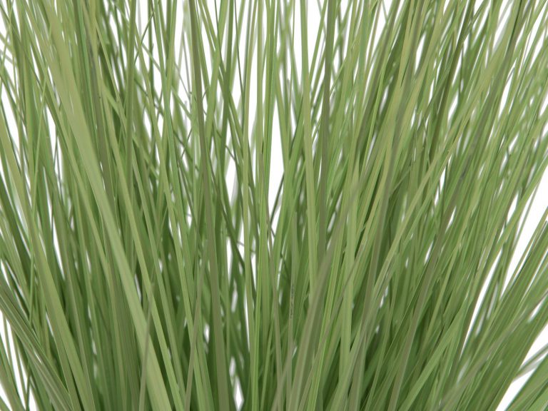 EUROPALMS Ornamental grass, 65cm