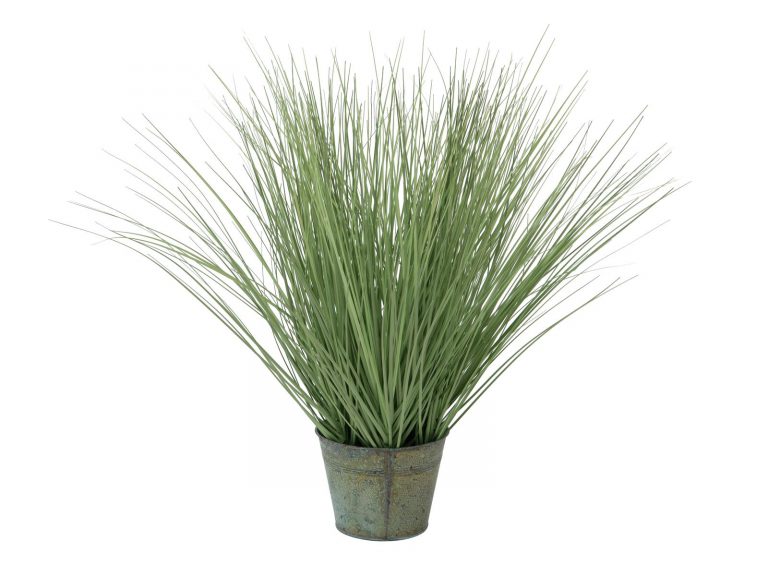 EUROPALMS Ornamental grass, 65cm