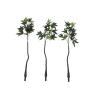 EUROPALMS Pachira balltree, 160cm