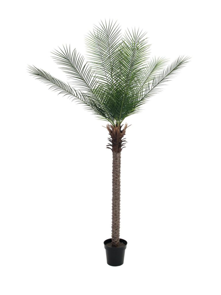 EUROPALMS Phoenix deluxe, 220cm