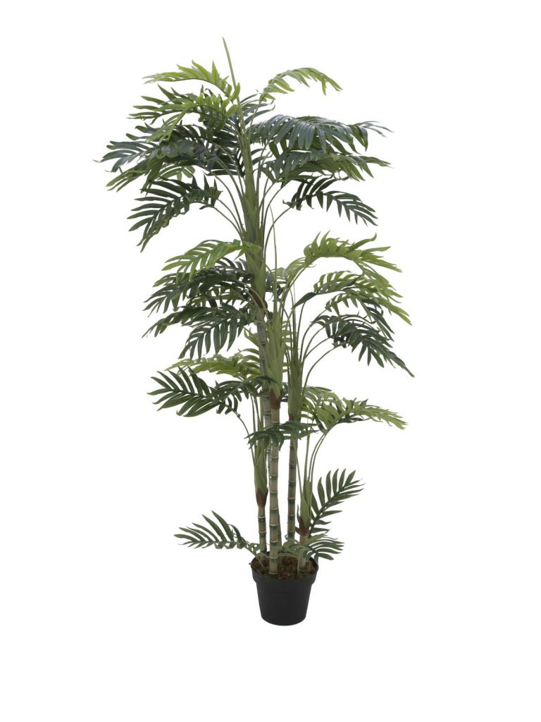 EUROPALMS Phoenix palm with multiple trunk, 170cm