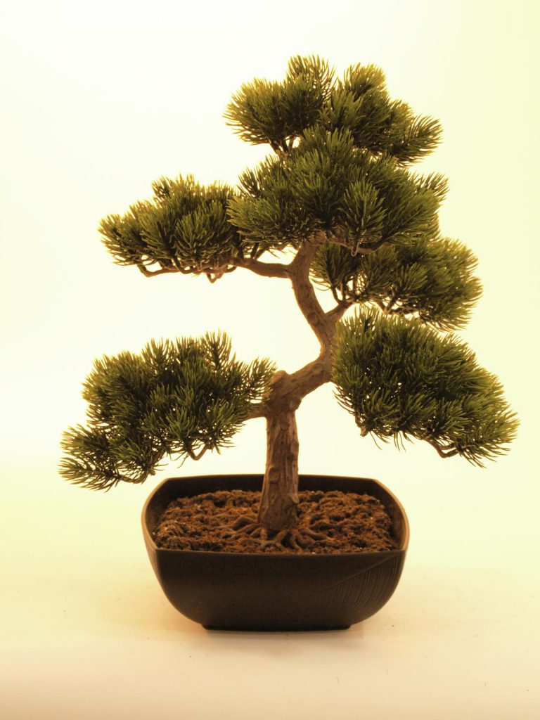 EUROPALMS Pine bonsai, 50cm