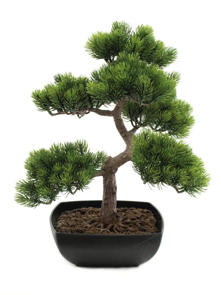 EUROPALMS Pine bonsai, 50cm