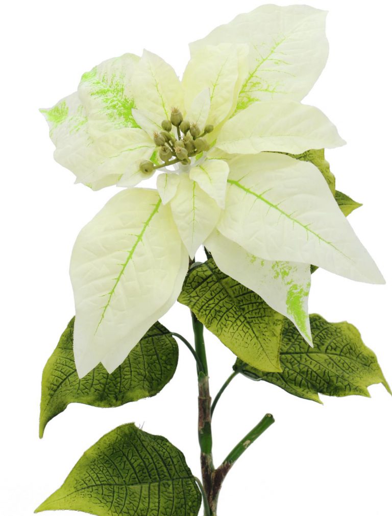 EUROPALMS Poinsettia, cream, 70cm