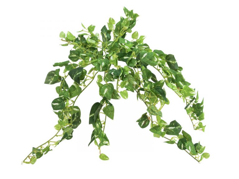 EUROPALMS Pothos Bush, 50 cm