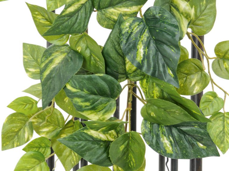 EUROPALMS Pothos bush, 60cm