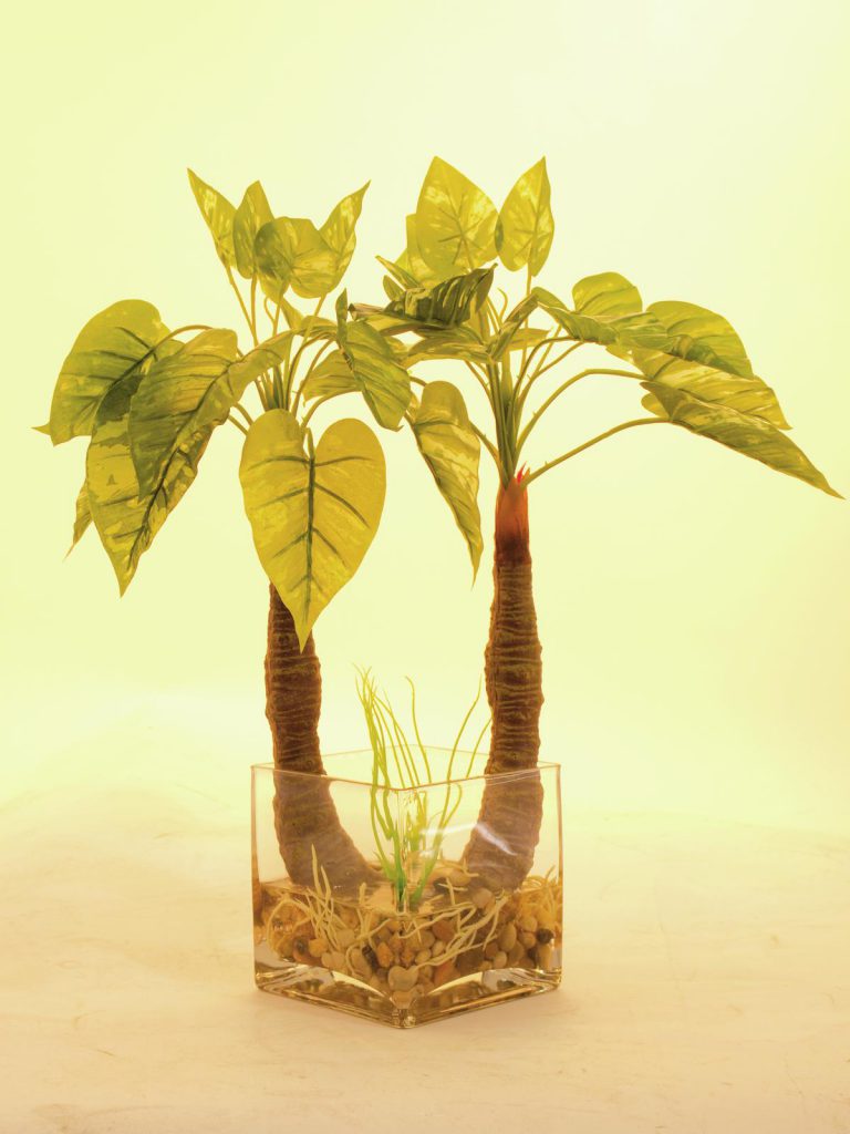 EUROPALMS Pothos in glass, 50cm