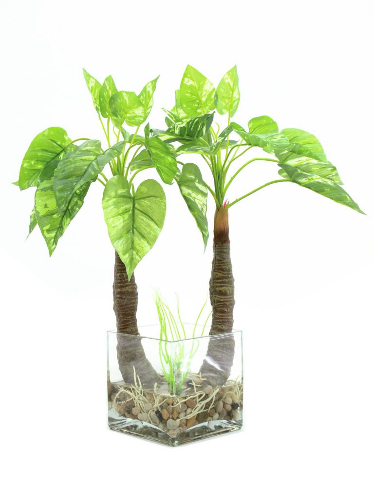 EUROPALMS Pothos in glass, 50cm