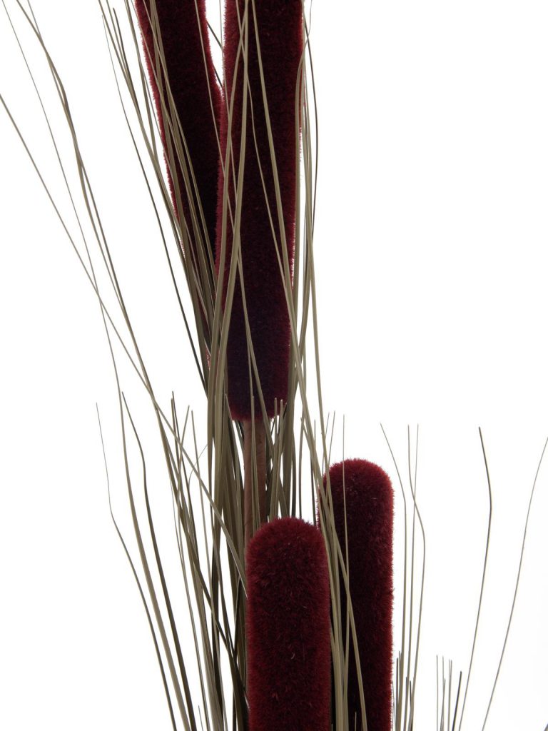 EUROPALMS Reed grass cattails, dark-brown, 152cm