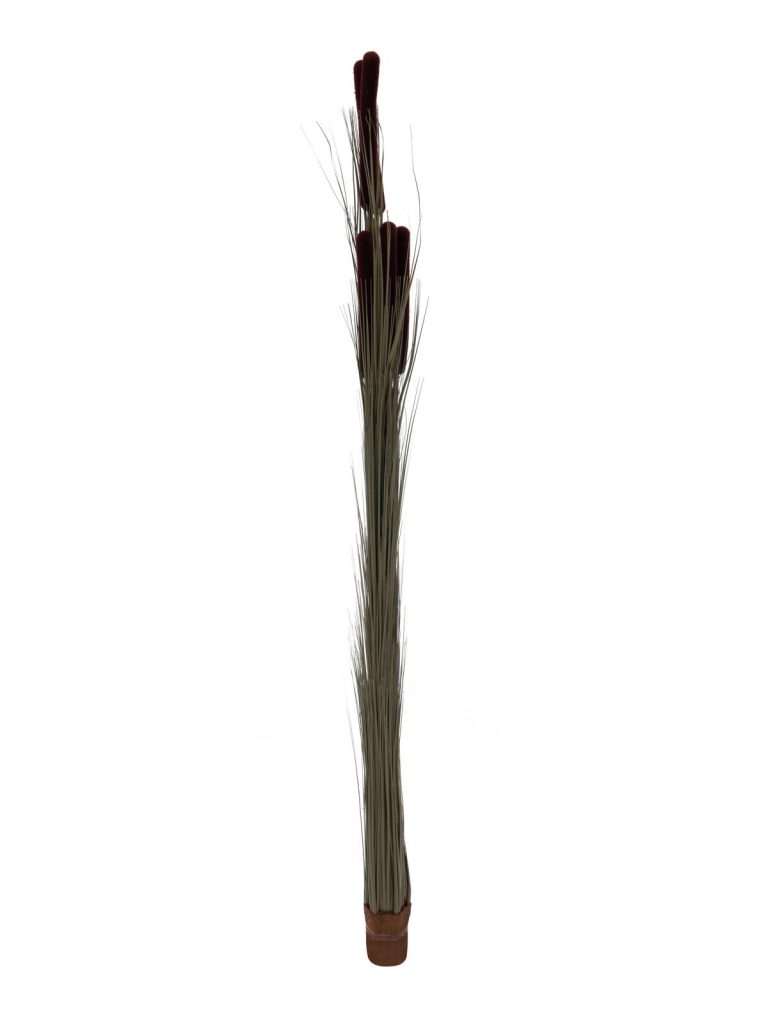 EUROPALMS Reed grass cattails, dark-brown, 152cm