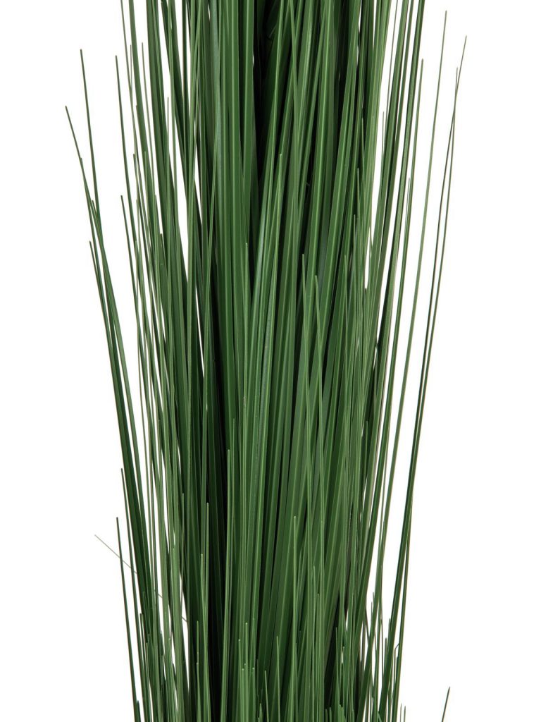 EUROPALMS Reed grass, dark green, 127cm