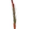 EUROPALMS Reed grass w/ cattails, light-brown,152cm