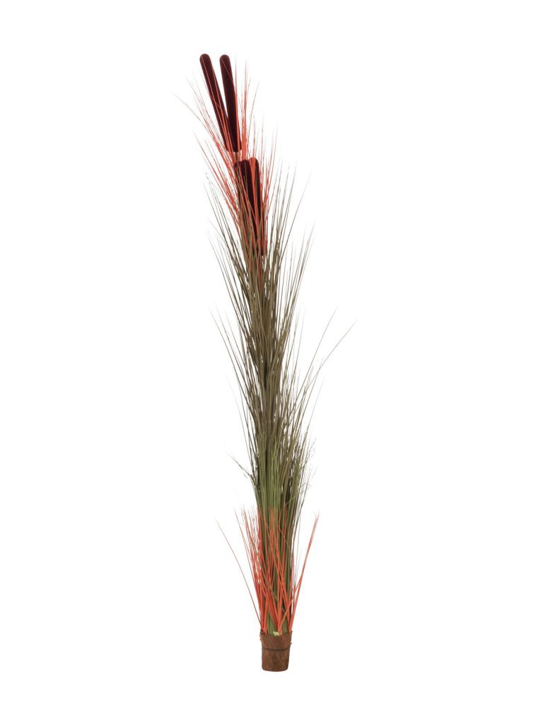 EUROPALMS Reed grass w/ cattails, light-brown,152cm