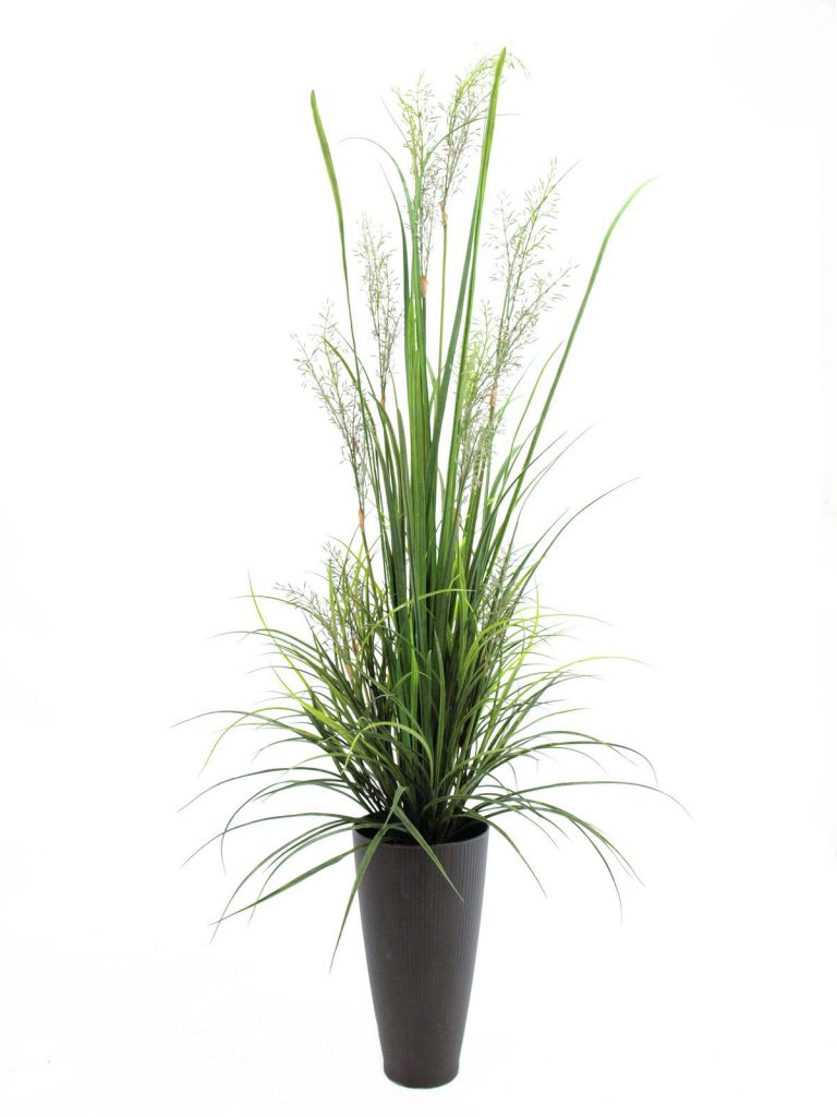 EUROPALMS River grass April, 175cm