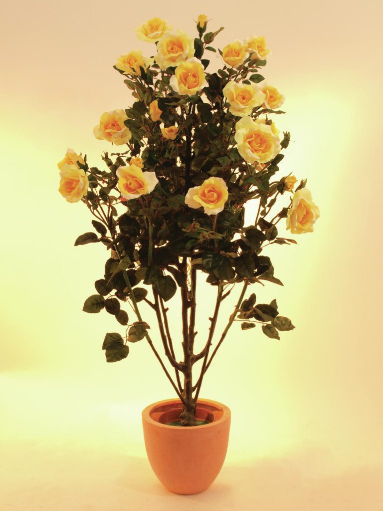 EUROPALMS Rose shrub, light-yellow, 140cm