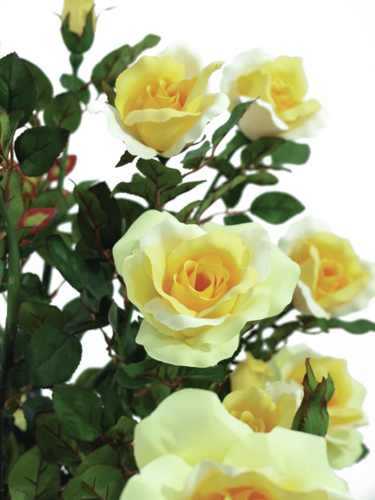 EUROPALMS Rose shrub, light-yellow, 140cm