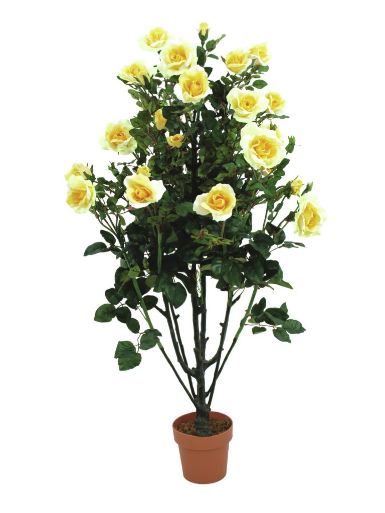 EUROPALMS Rose shrub, light-yellow, 140cm