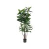 EUROPALMS Rubber tree, 150cm