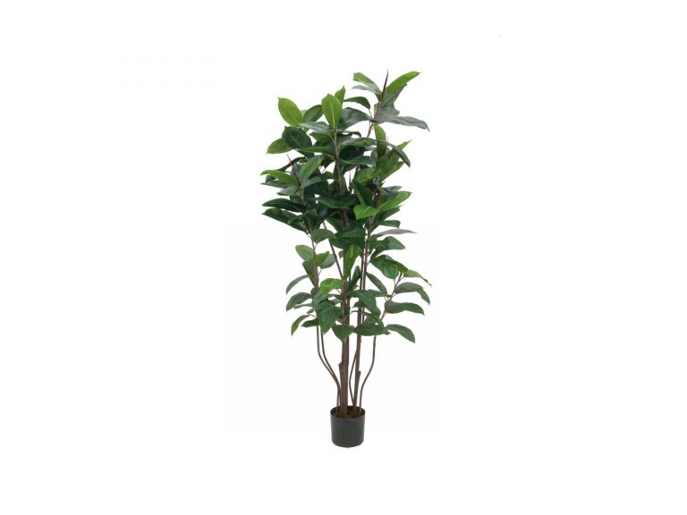 EUROPALMS Rubber tree, 150cm