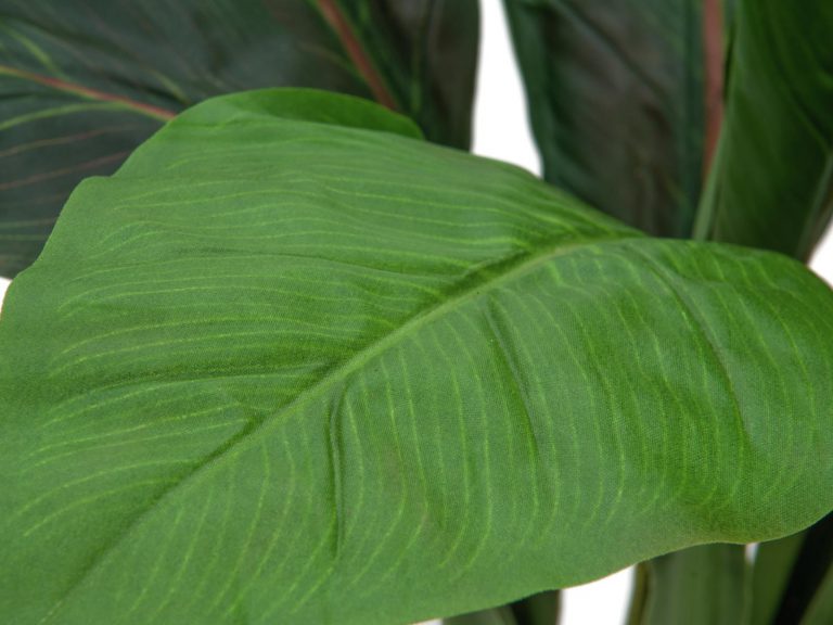 EUROPALMS Sago palm tree, 45cm