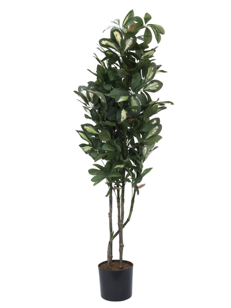 EUROPALMS Schefflera, 90cm