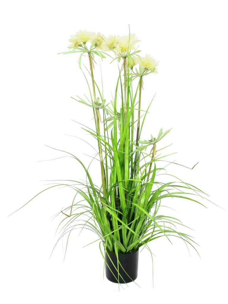 EUROPALMS Star grass, 120cm