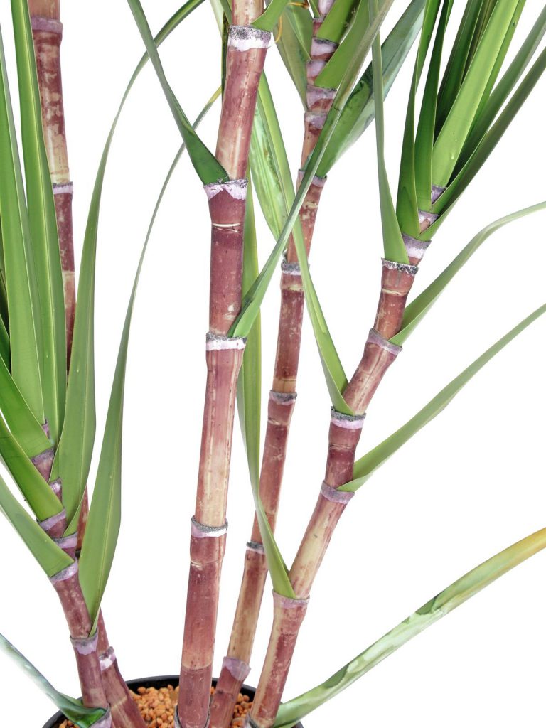 EUROPALMS Sugar Cane Set, 210cm