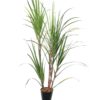 EUROPALMS Sugar Cane Set, 210cm