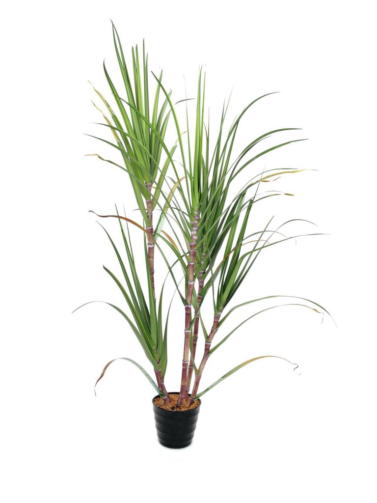 EUROPALMS Sugar Cane Set, 210cm