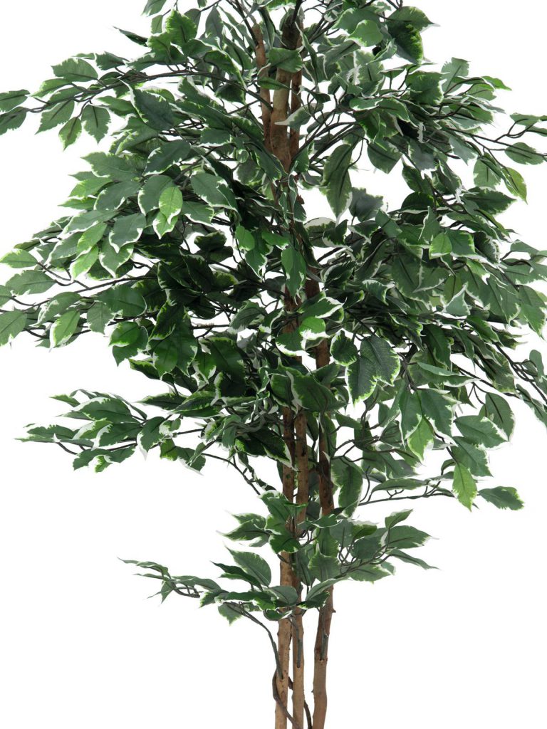 EUROPALMS Variegated Ficus, 180cm