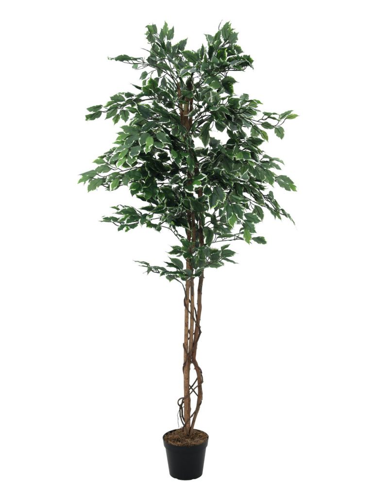 EUROPALMS Variegated Ficus, 180cm