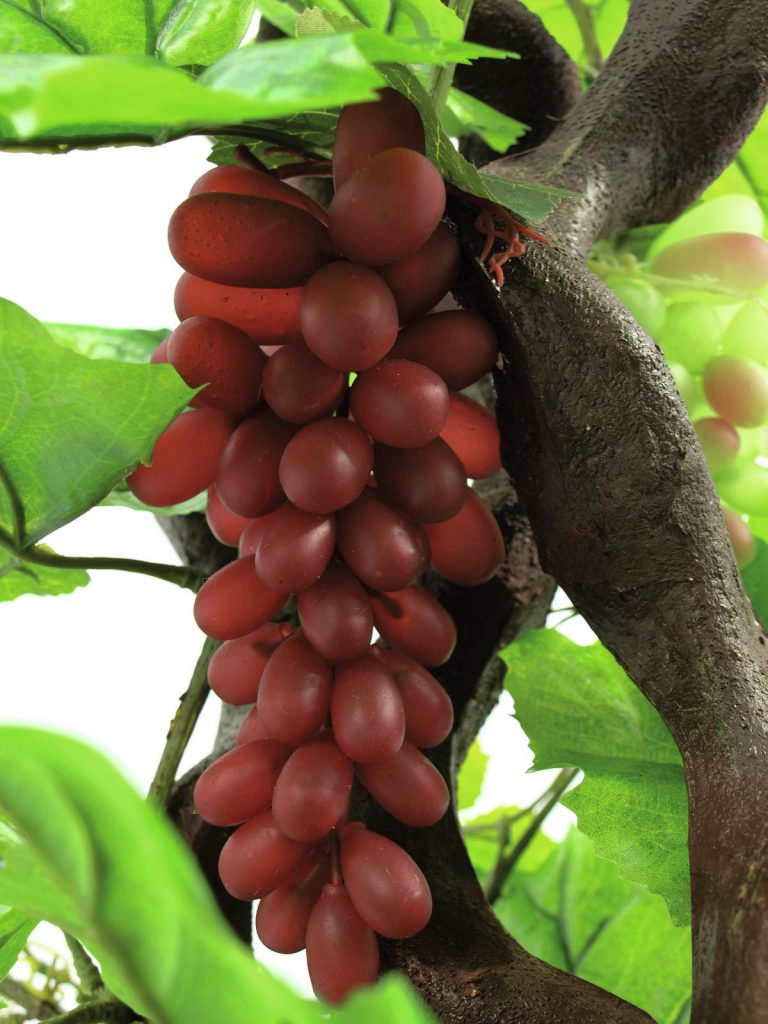 EUROPALMS Vine with grapes, 160cm