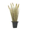 EUROPALMS Wheat ready to harvest 60cm
