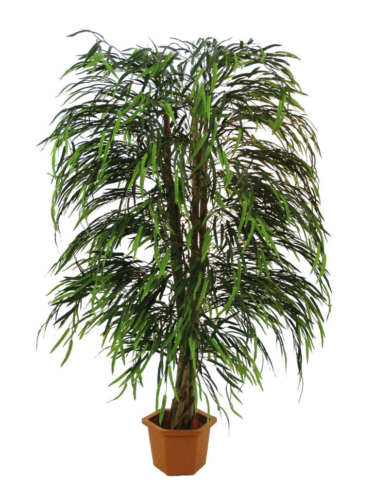 EUROPALMS Willow tree multi leaf, 215cm