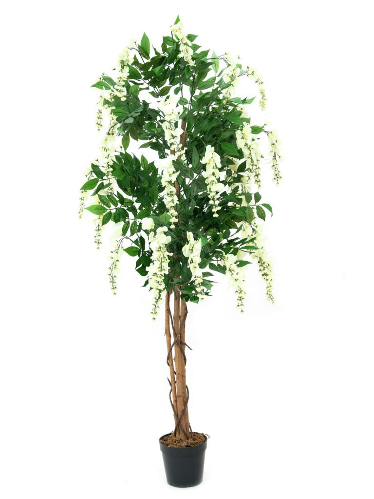 EUROPALMS Wisteria, white, 150cm