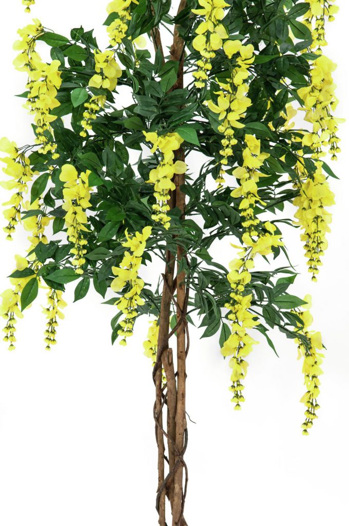 EUROPALMS Wisteria, yellow, 150cm