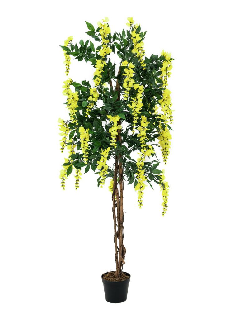 EUROPALMS Wisteria, yellow, 150cm