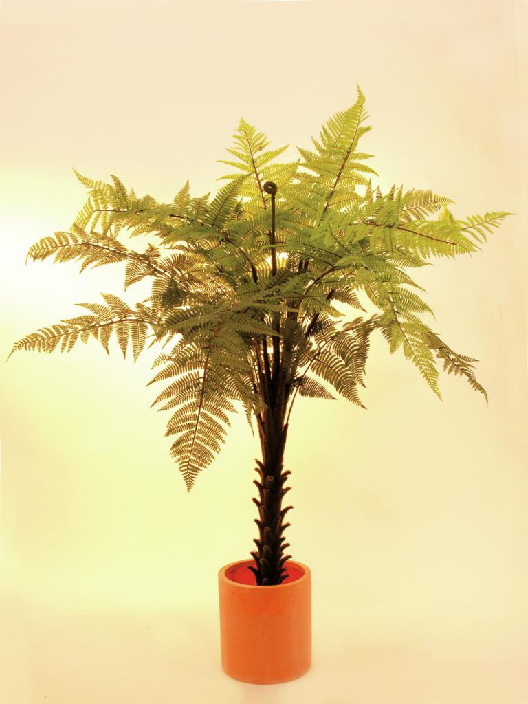 EUROPALMS Woodwardia tree, 180cm