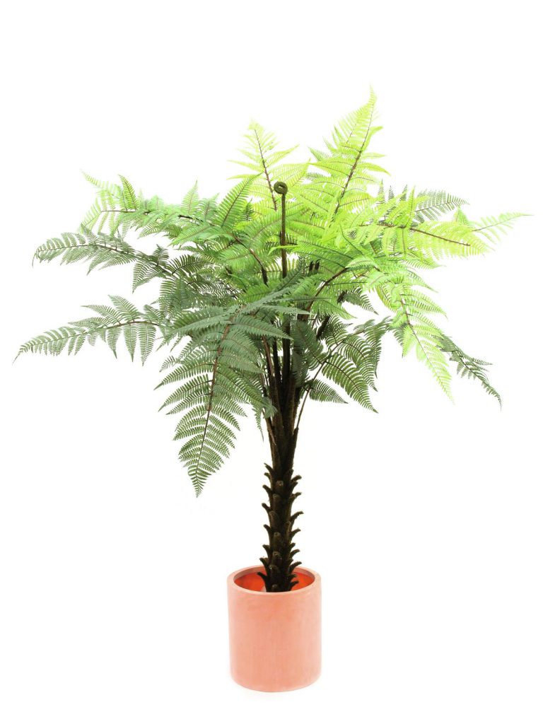 EUROPALMS Woodwardia tree, 180cm