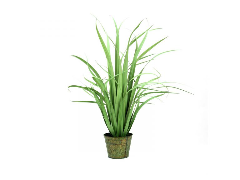 EUROPALMS Yucca bush, small leaves, 80cm