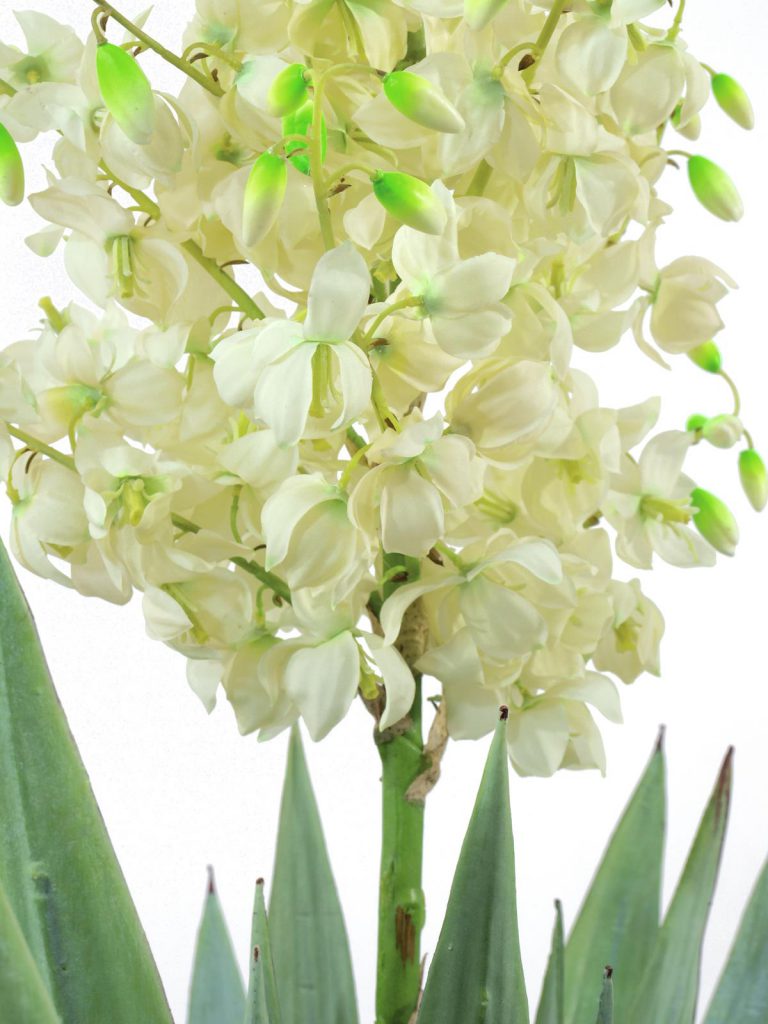 EUROPALMS Yucca palm with blossoms, 222cm