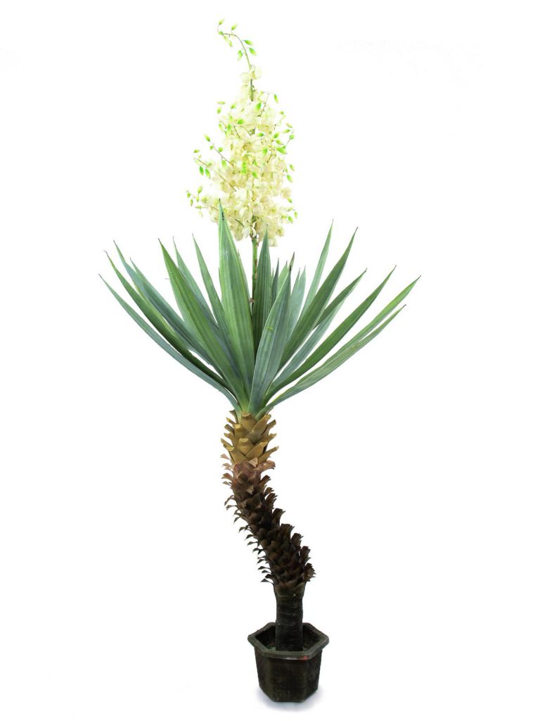 EUROPALMS Yucca palm with blossoms, 222cm