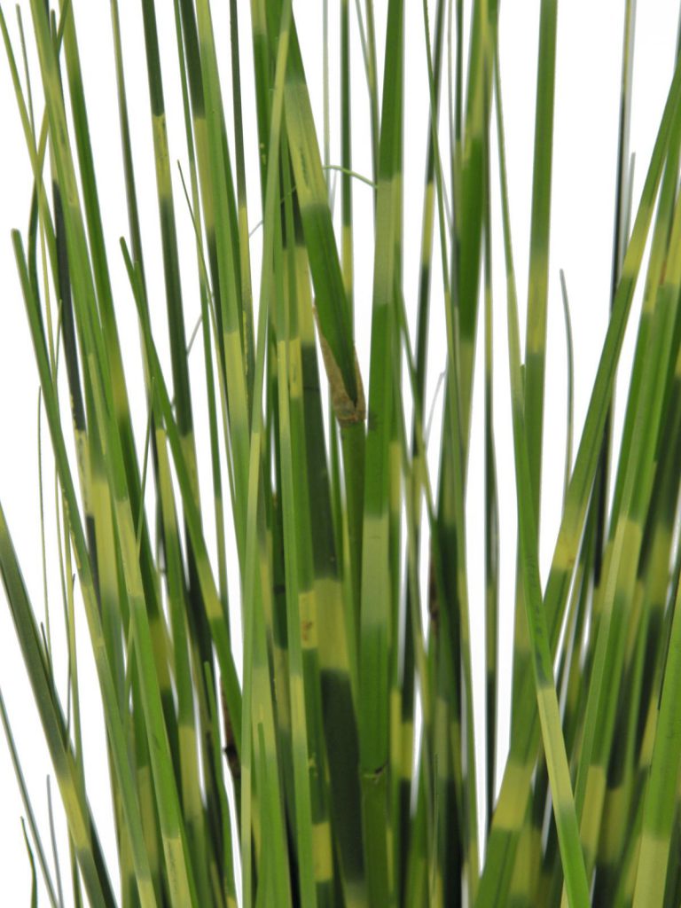 EUROPALMS Zebra grass, 90cm